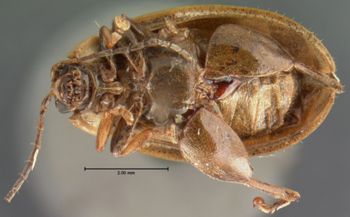 Media type: image; Entomology 19129   Aspect: habitus ventral view